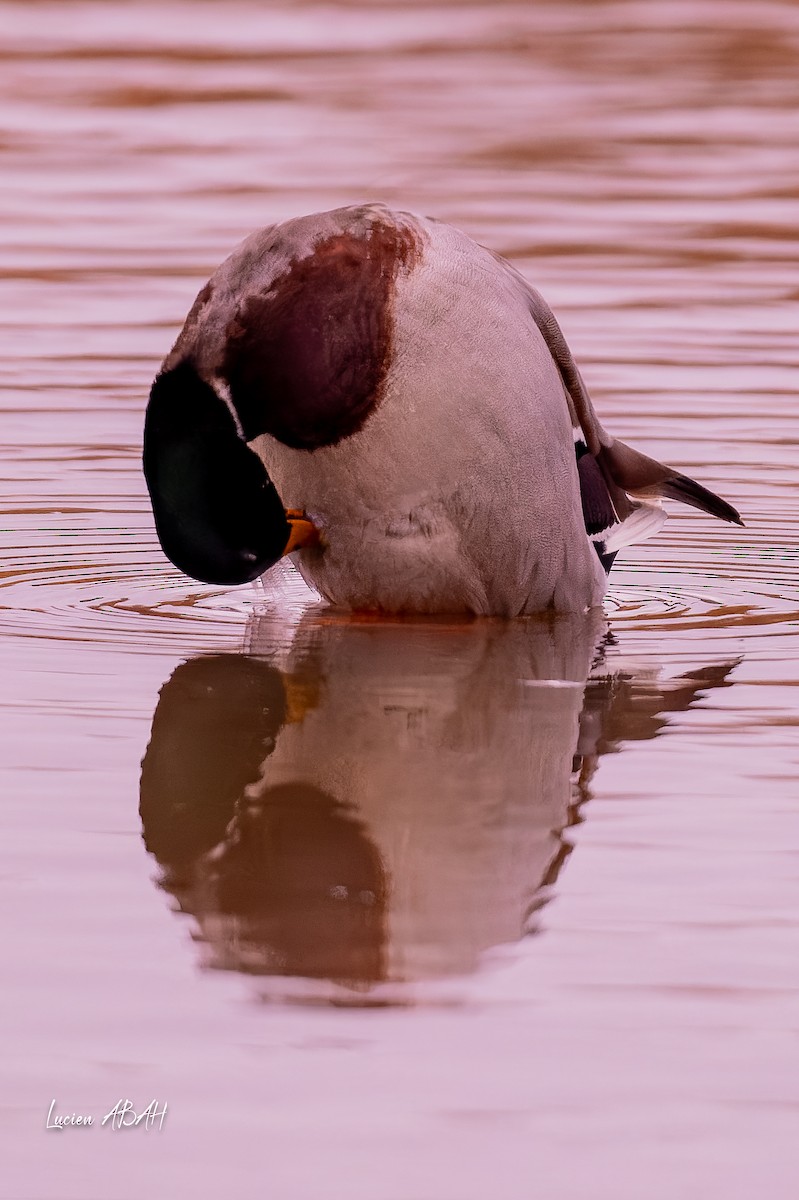 綠頭鴨 - ML646439740