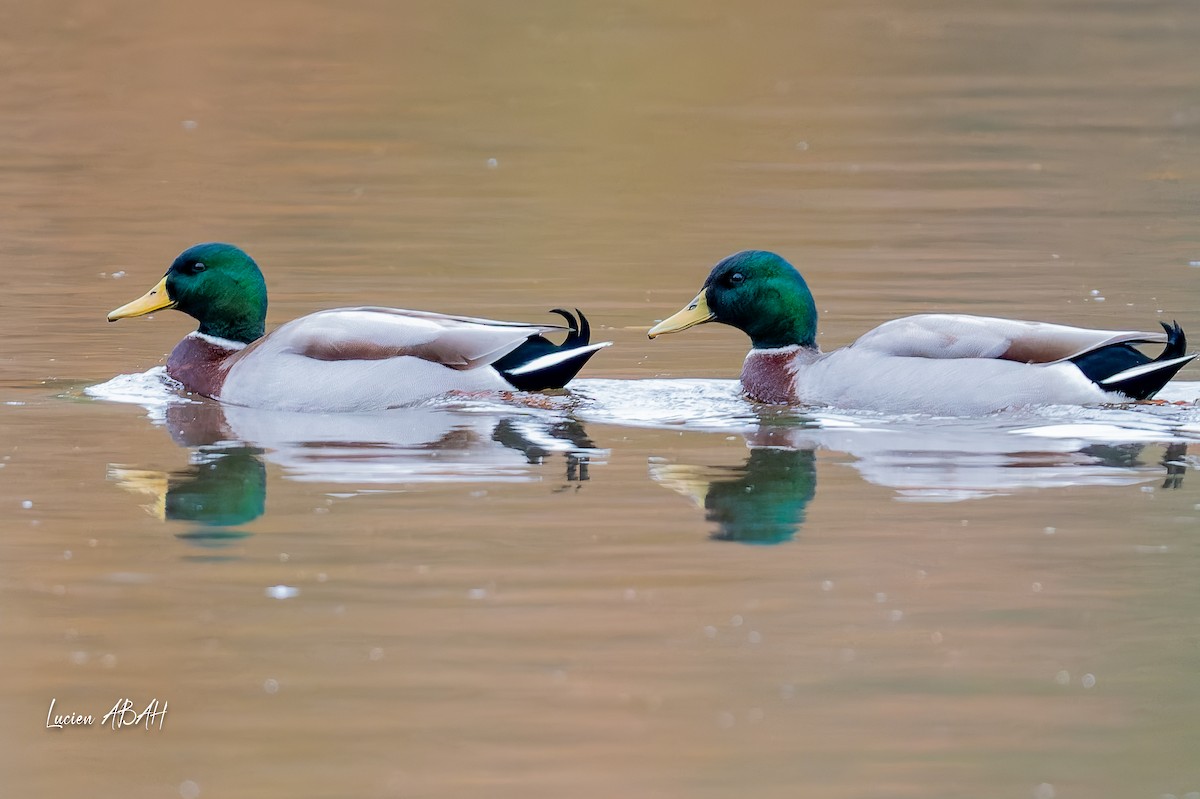 綠頭鴨 - ML646439741