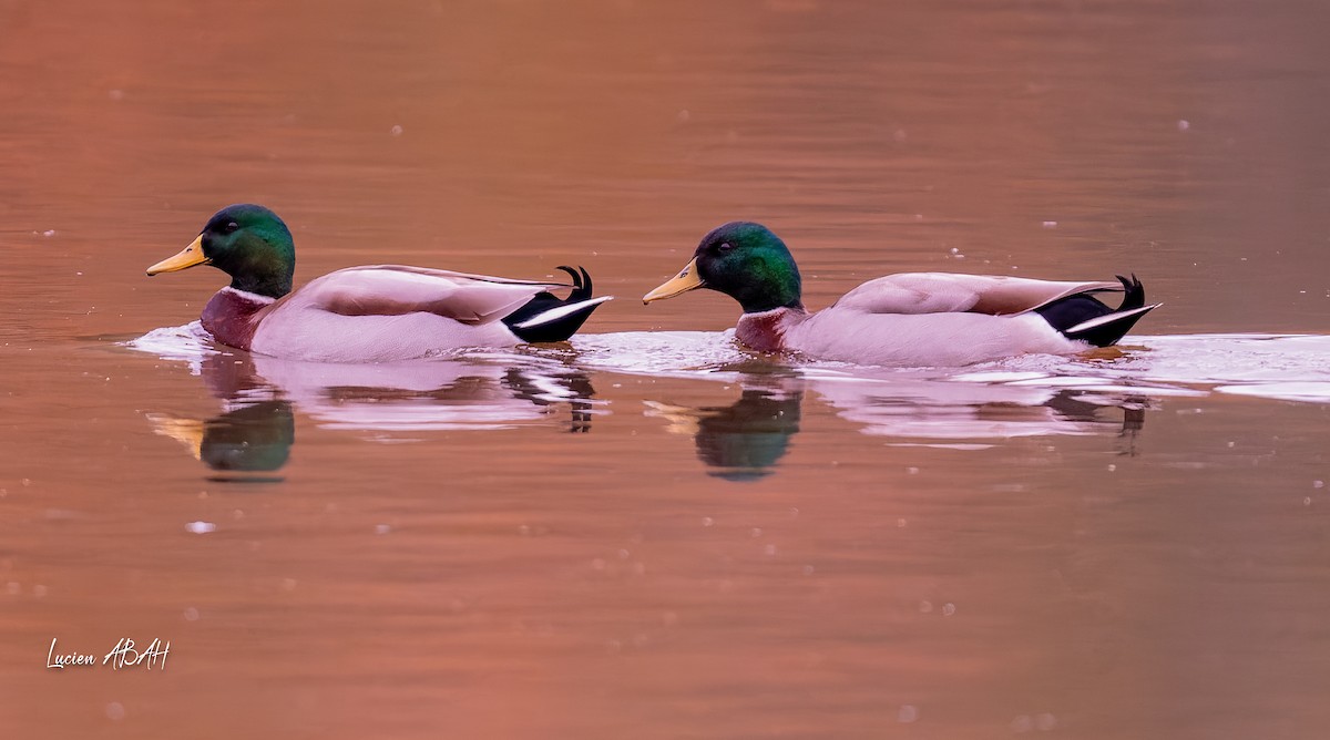 綠頭鴨 - ML646439742