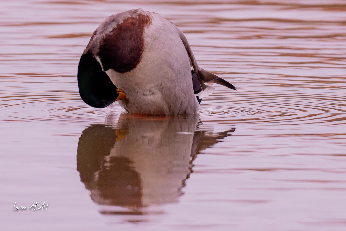 Yeşilbaş - ML646439743