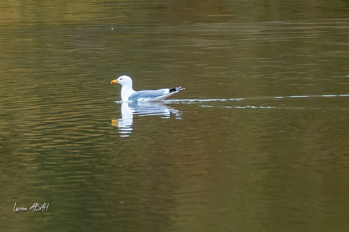 歐亞海鷗 - ML646439745