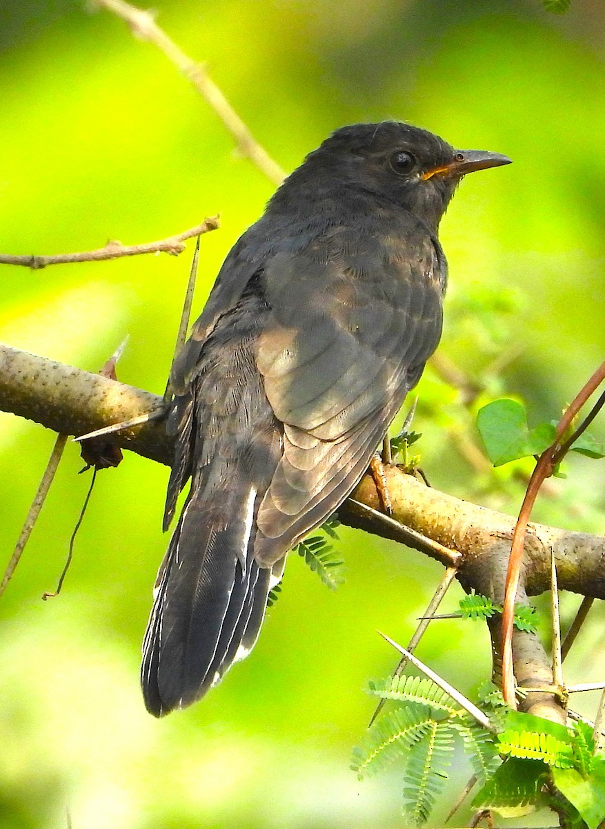 Coucou à tête grise - ML646439746