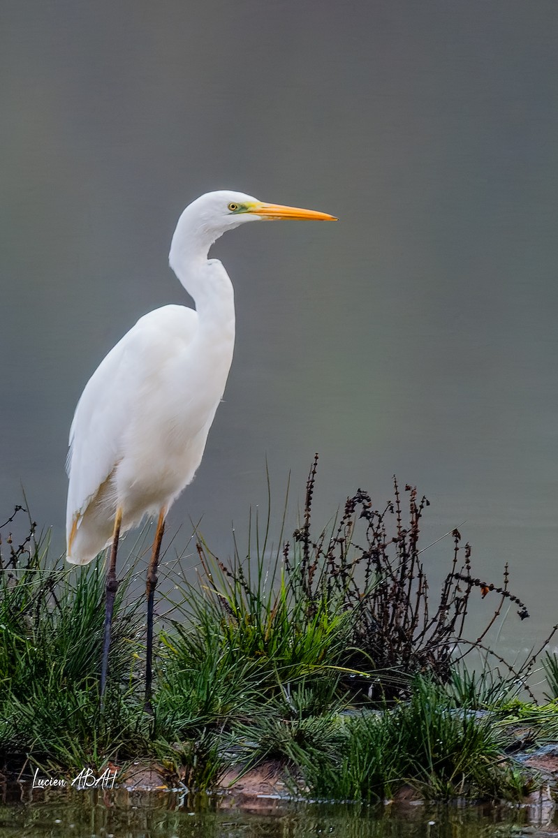 Great Egret - ML646439748