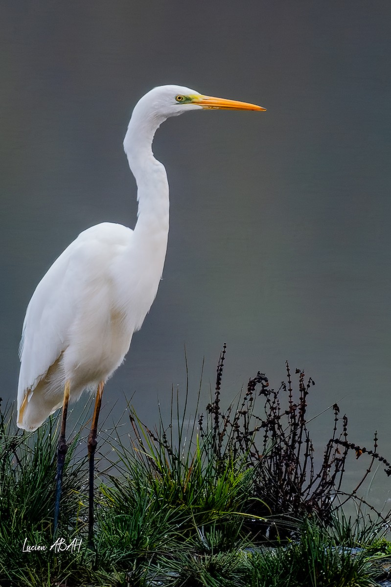 Great Egret - ML646439749