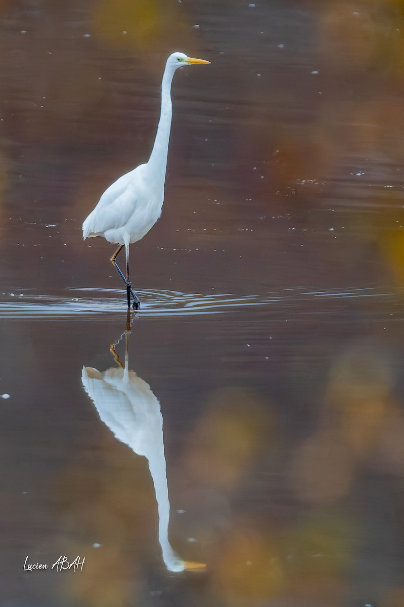 Great Egret - ML646439750