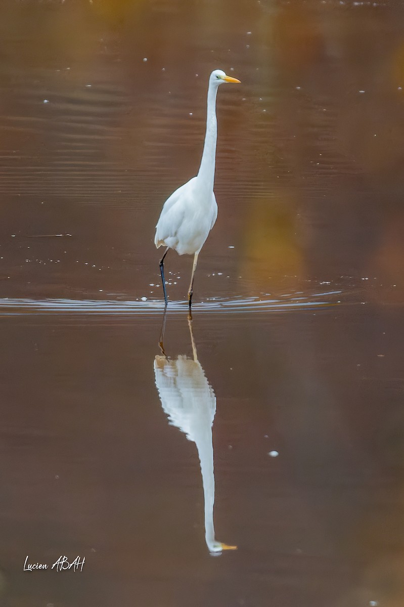 Büyük Ak Balıkçıl - ML646439751