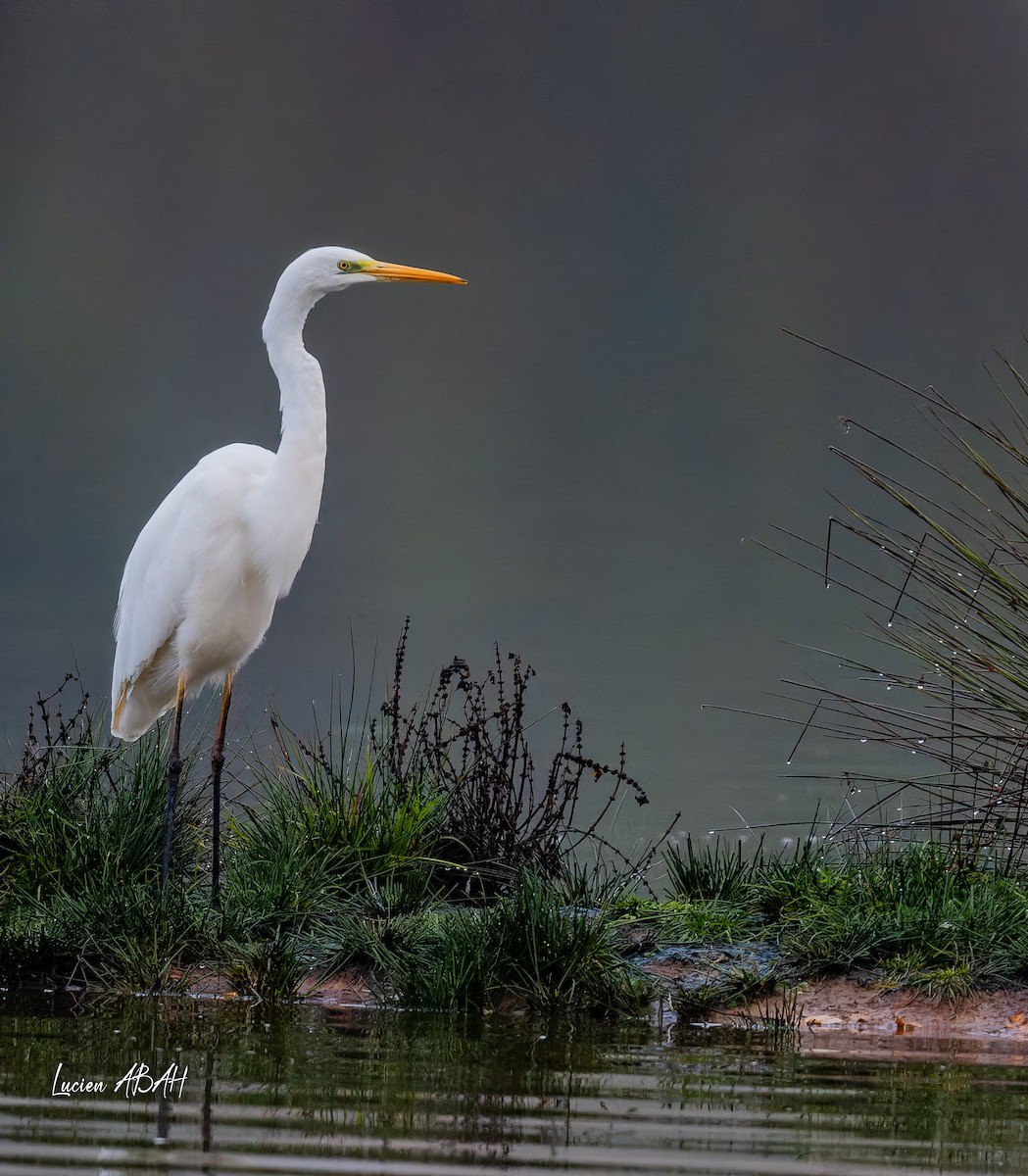 Büyük Ak Balıkçıl - ML646439752