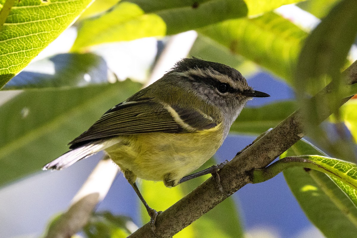 Gri Boğazlı Çıvgın - ML646439755