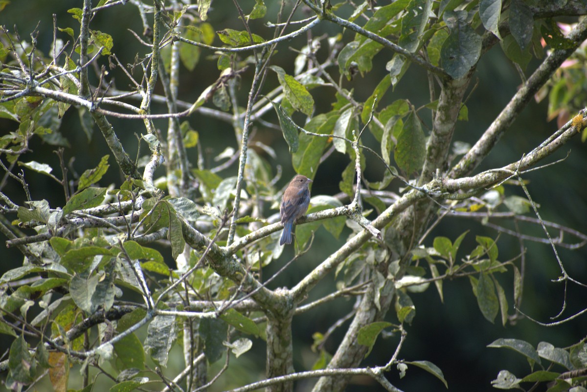 Çivit Çintesi - ML646439760