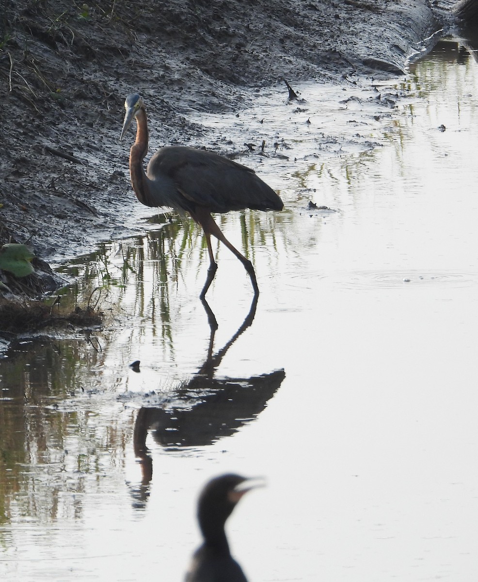 Erguvani Balıkçıl - ML646439763