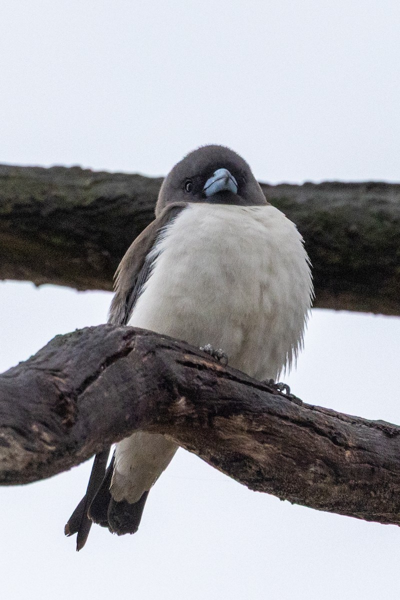 Ak Göğüslü Ormankırlangıcı - ML646439764