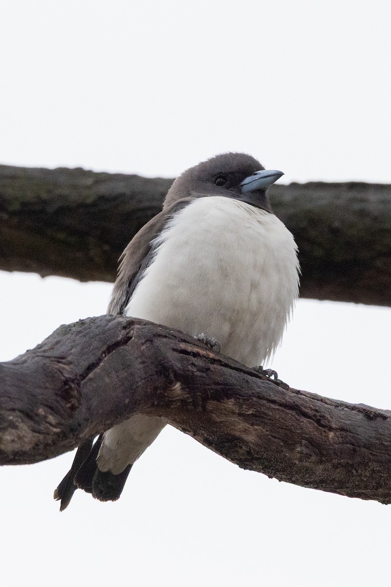 Ak Göğüslü Ormankırlangıcı - ML646439765