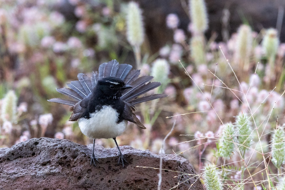 Bahçe Katmerkuyruğu - ML646439769