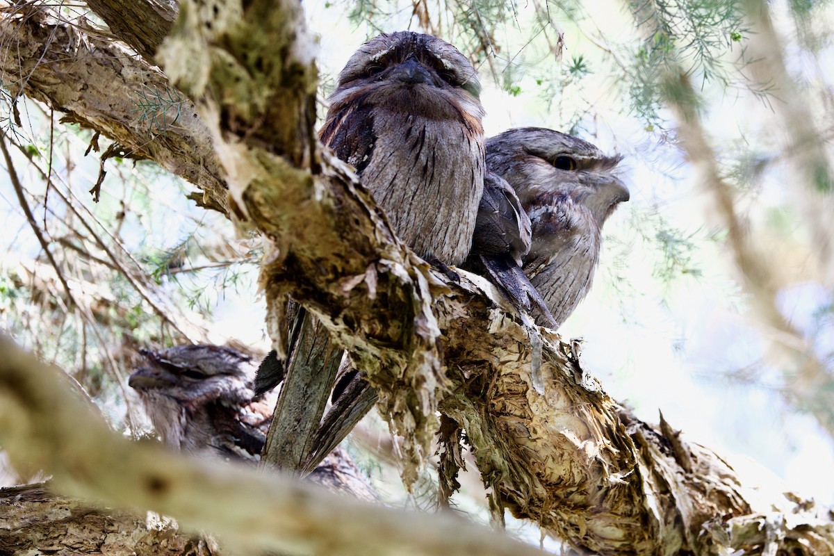 Avustralya Kocaağzı - ML646439772