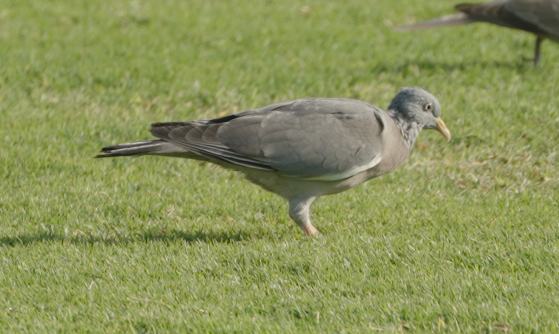 Tahtalı - ML646439773