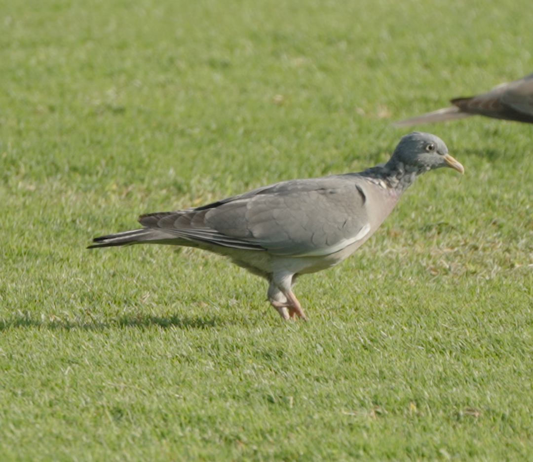 Tahtalı - ML646439774