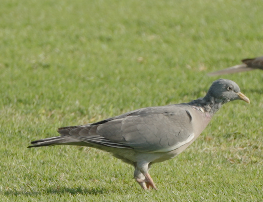 Tahtalı - ML646439775