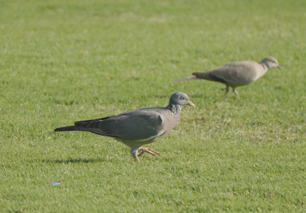 Tahtalı - ML646439776