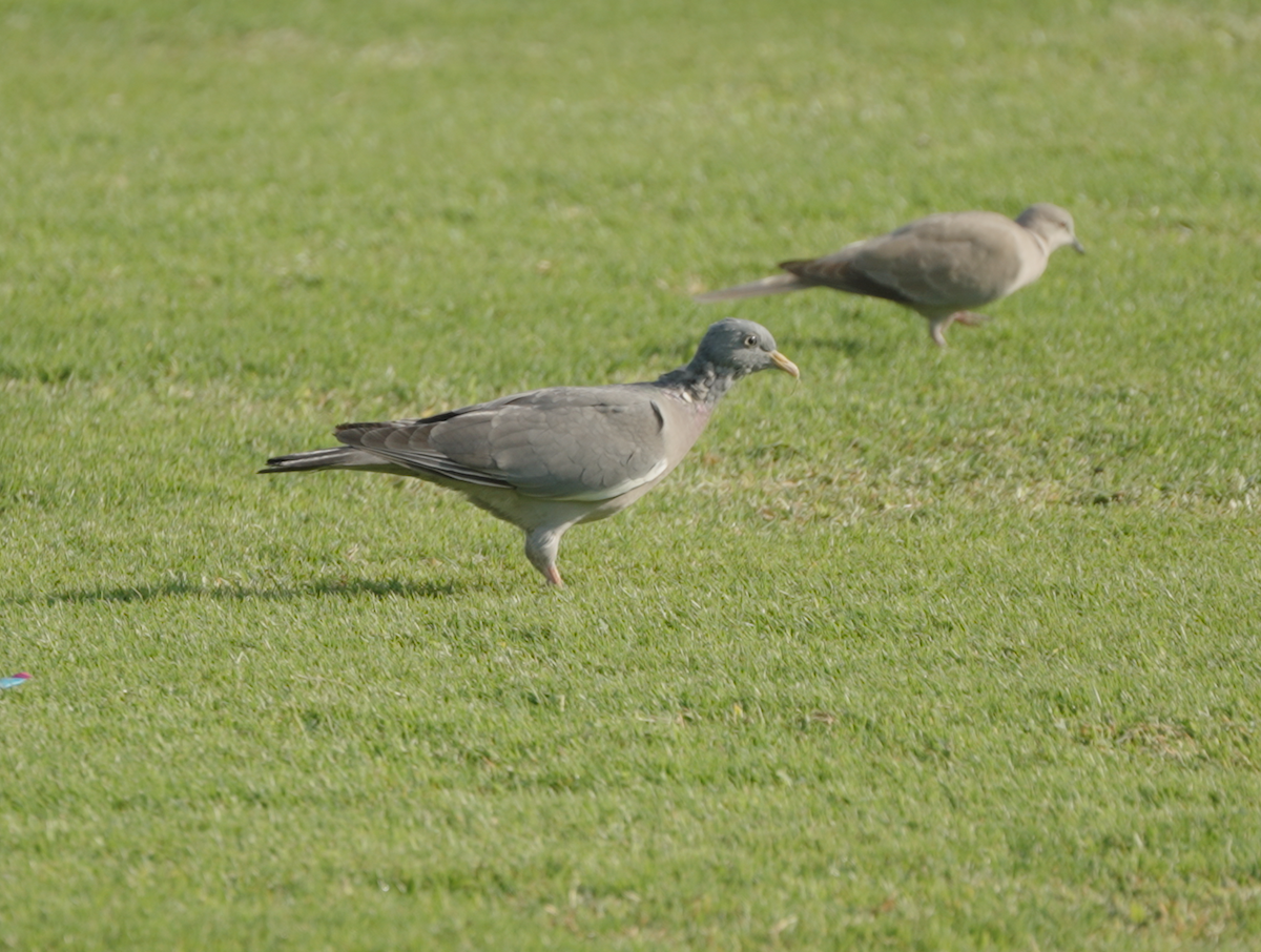 Tahtalı - ML646439777