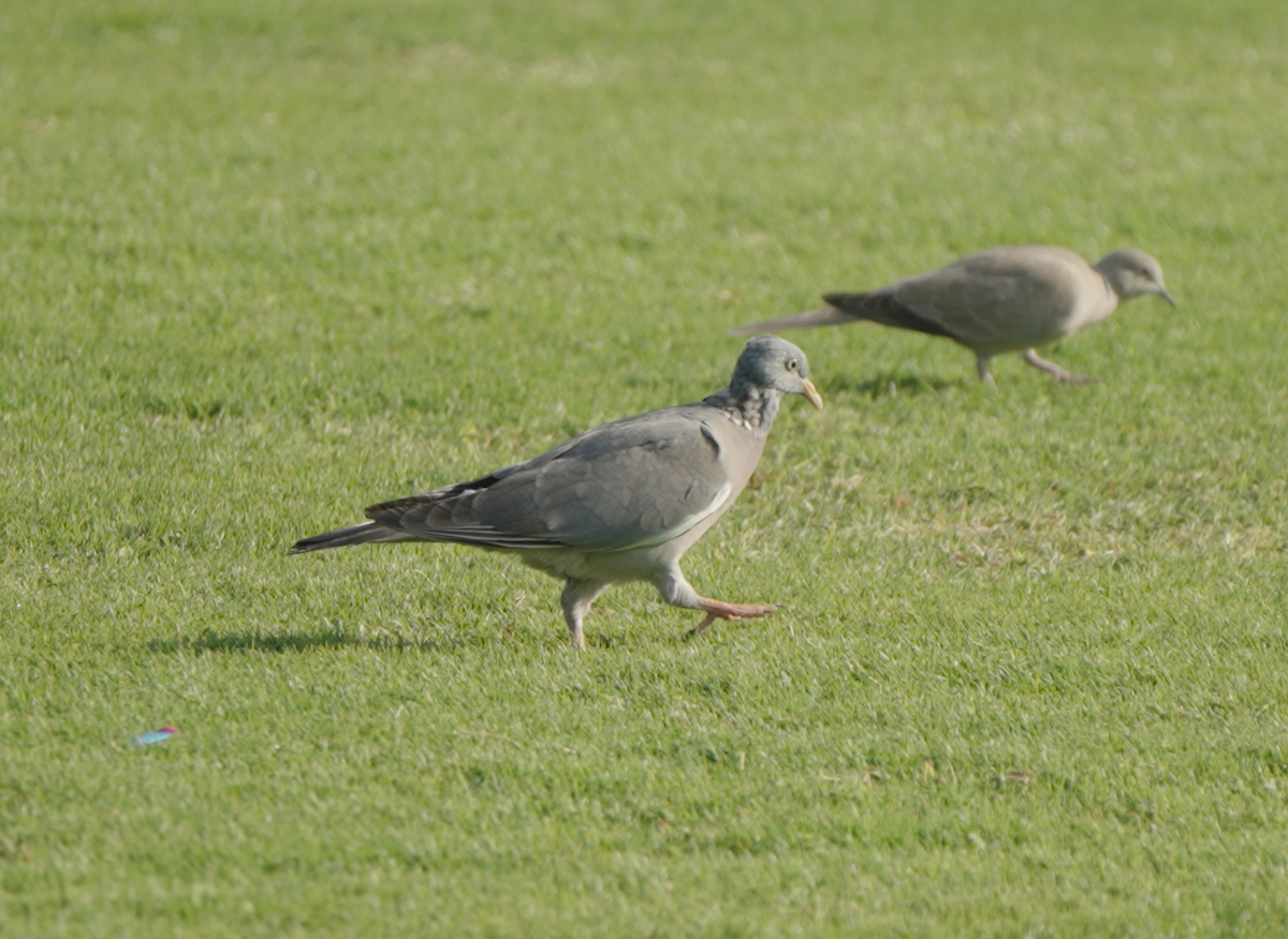 Tahtalı - ML646439778