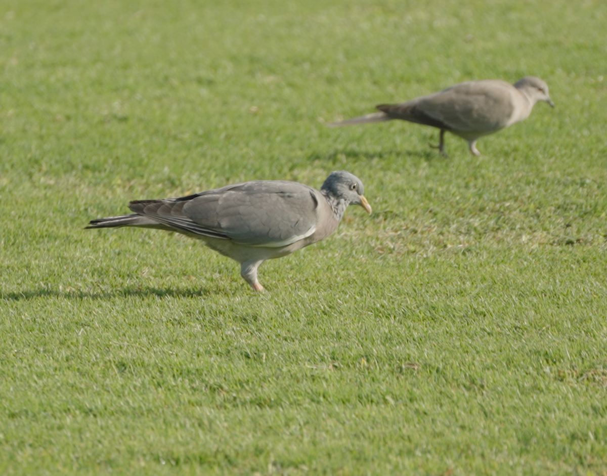 Tahtalı - ML646439779