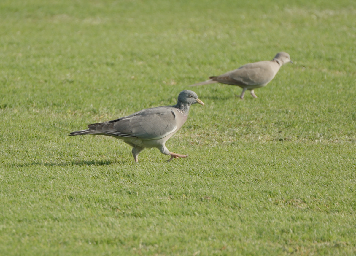 Tahtalı - ML646439780