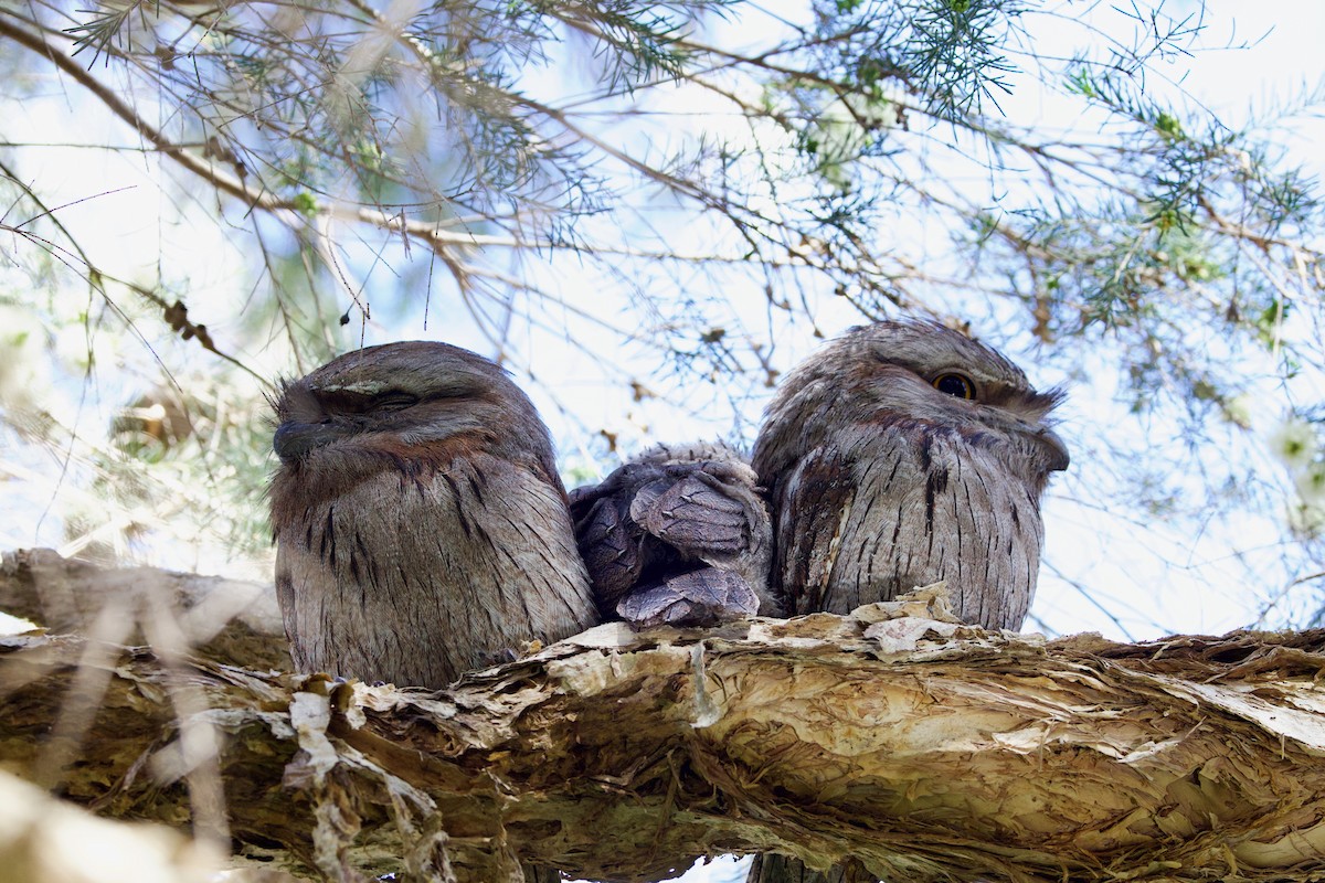 Avustralya Kocaağzı - ML646439782