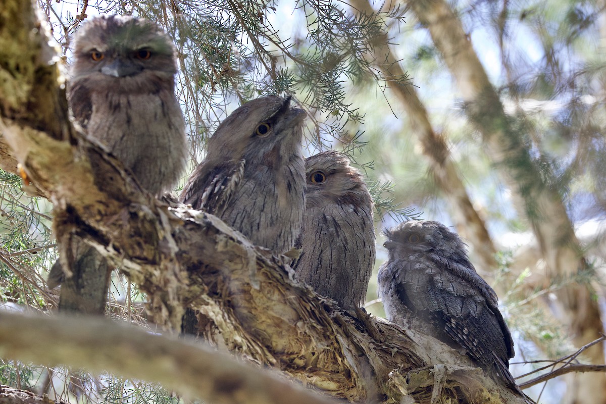 Avustralya Kocaağzı - ML646439783