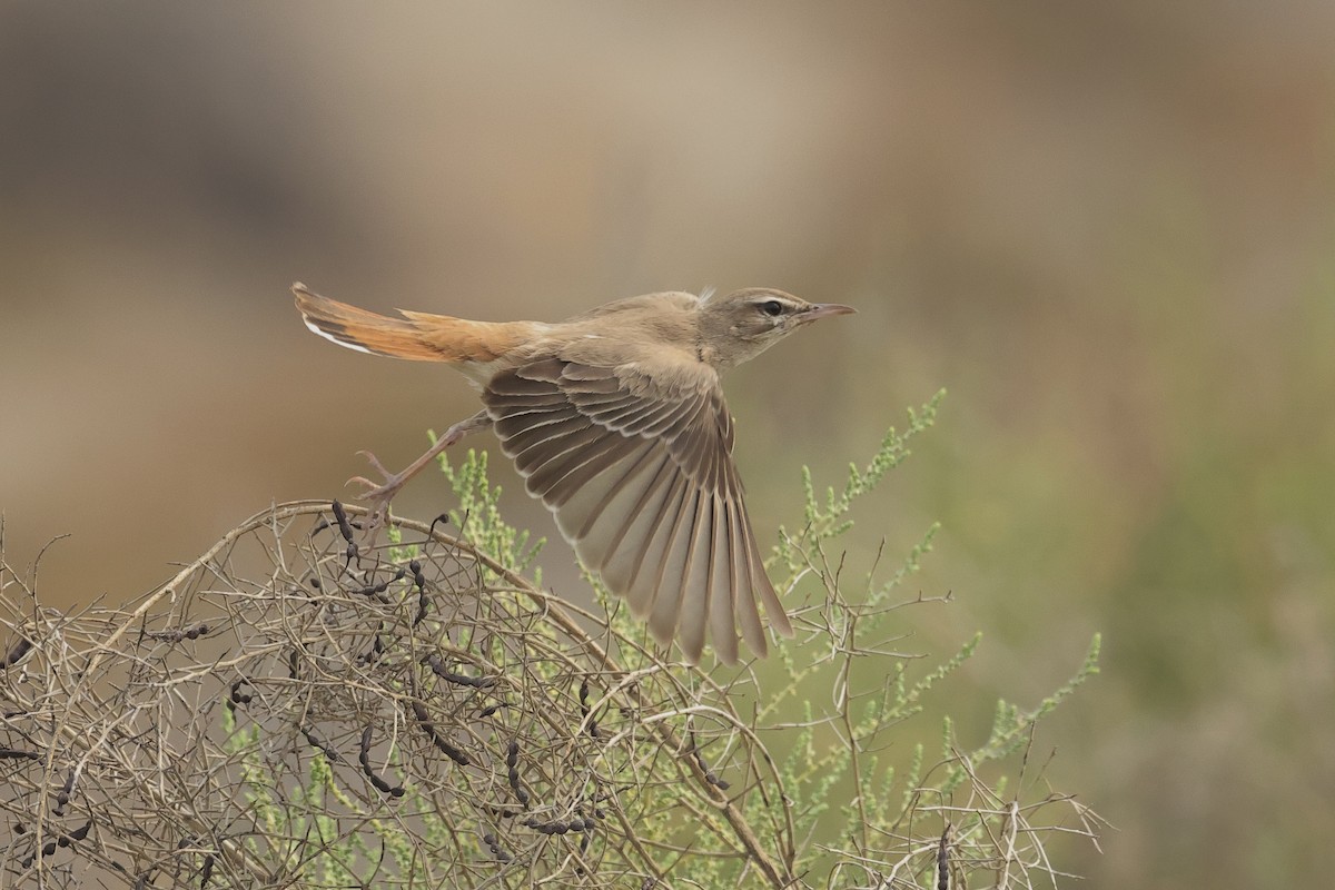 Çalı Bülbülü - ML646439785