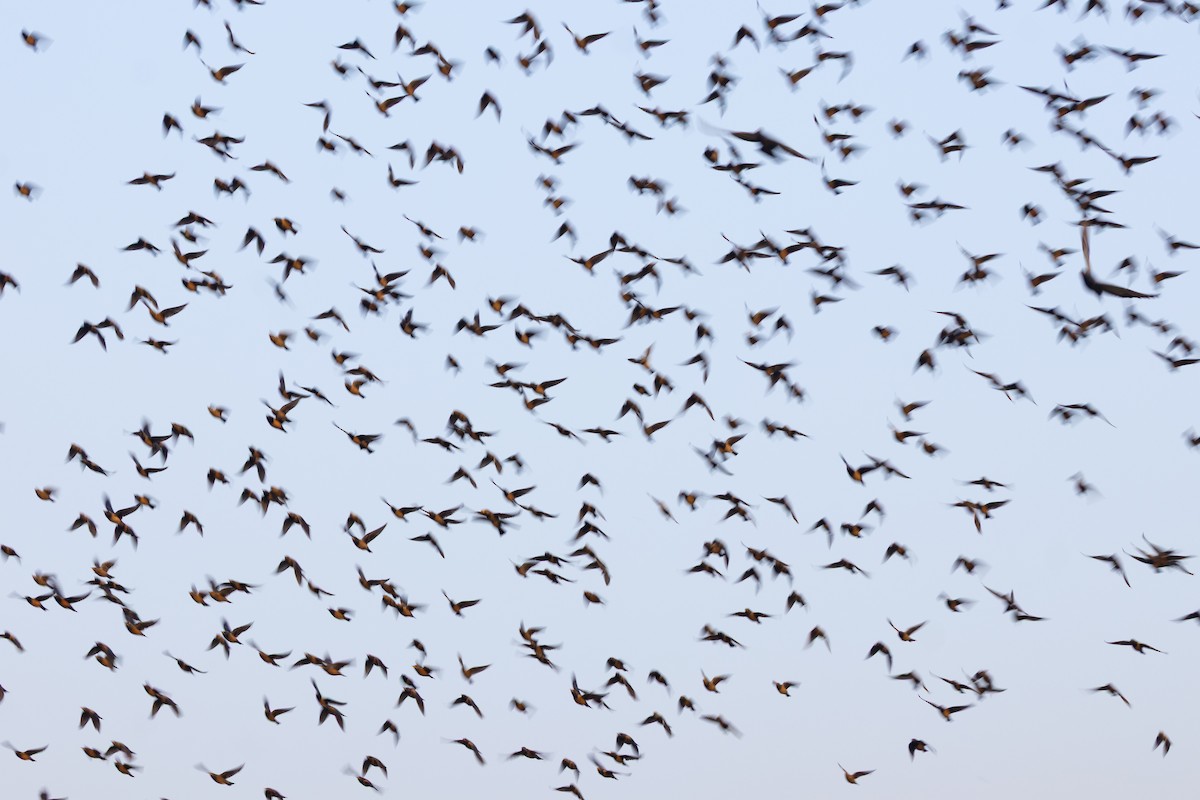 špaček růžový - ML646439786