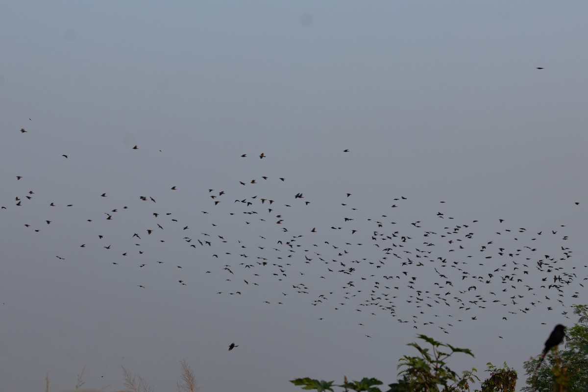 špaček růžový - ML646439787