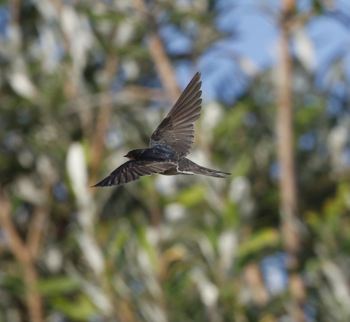 Haberci Kırlangıç - ML646439789