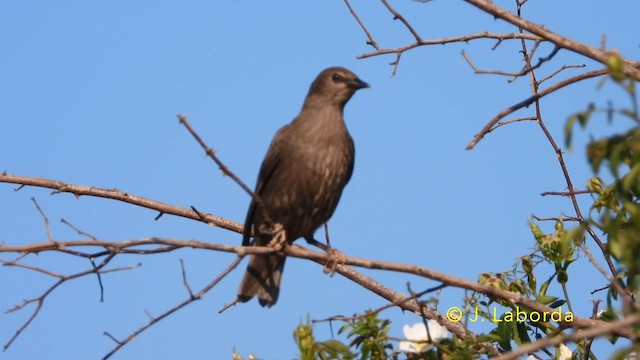 Kara Sığırcık - ML646439790