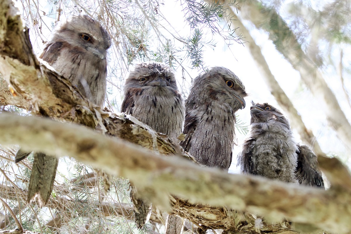 Avustralya Kocaağzı - ML646439791