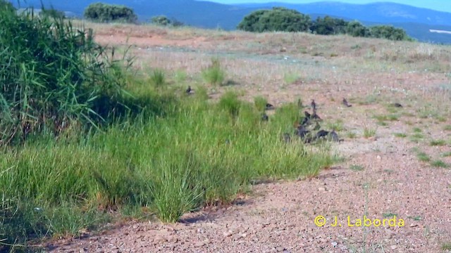 Storno nero - ML646439792