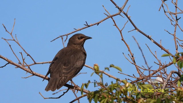 Kara Sığırcık - ML646439794