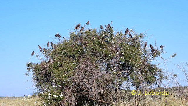 Storno nero - ML646439795