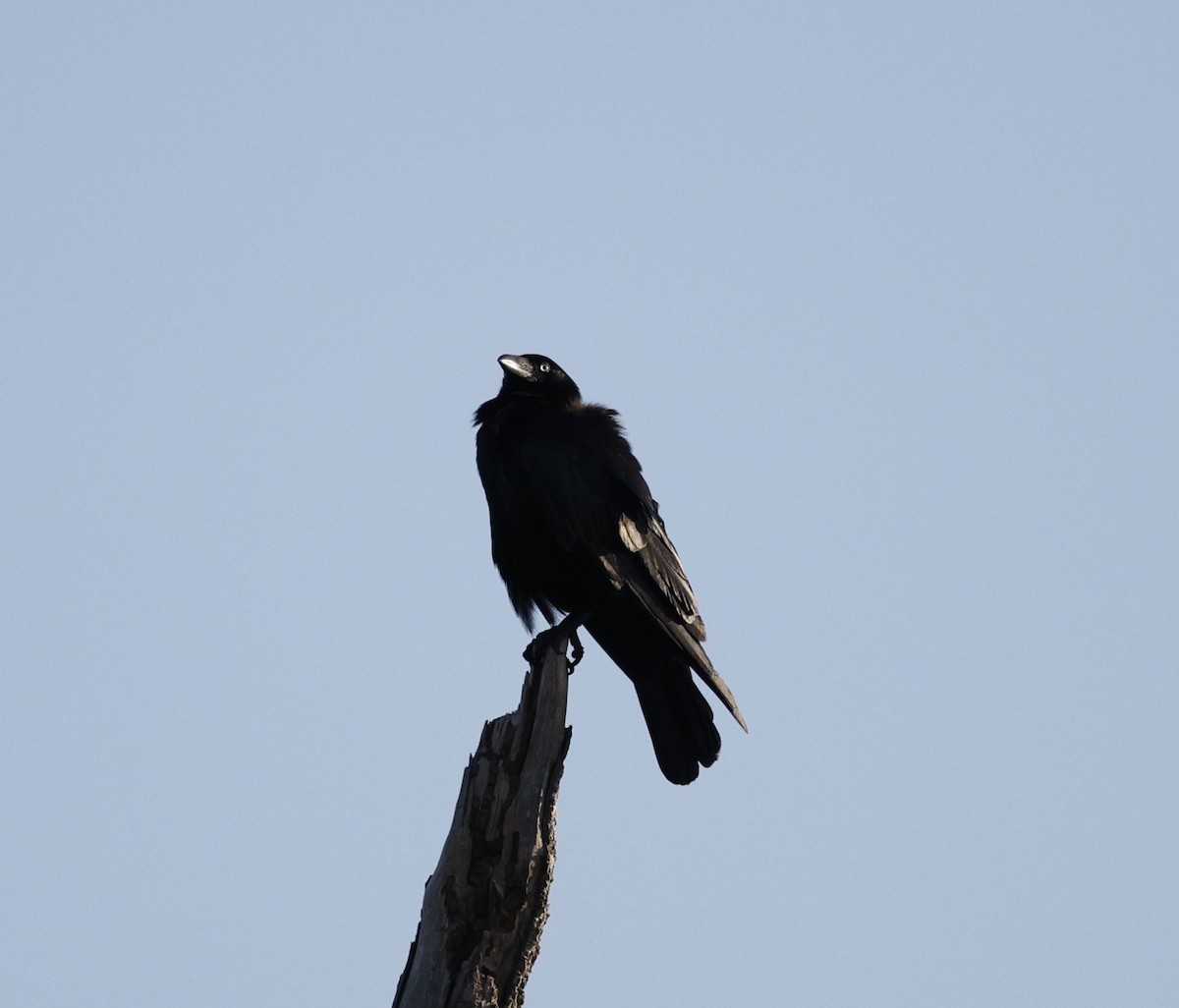 Torres Kargası - ML646439796