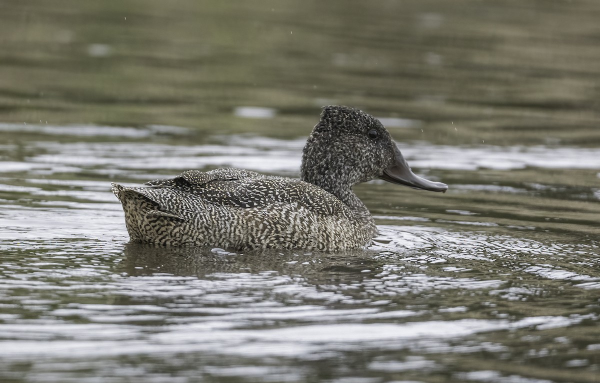 Freckled Duck - ML646439797