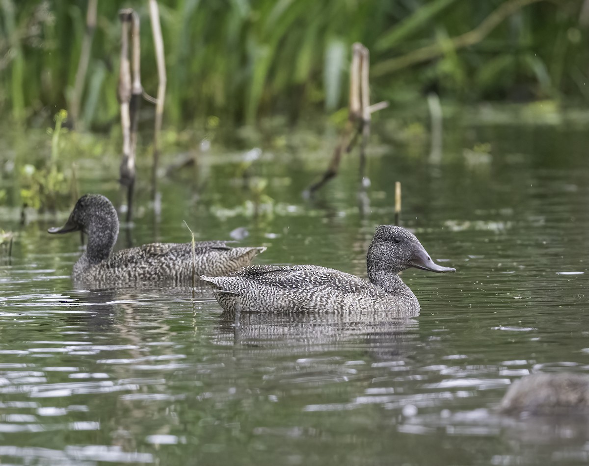 Freckled Duck - ML646439798