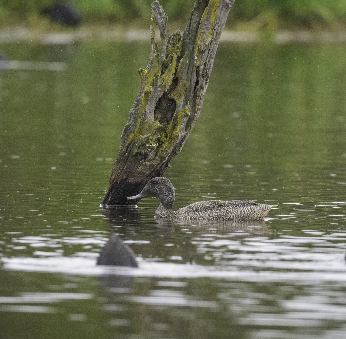 Freckled Duck - ML646439799