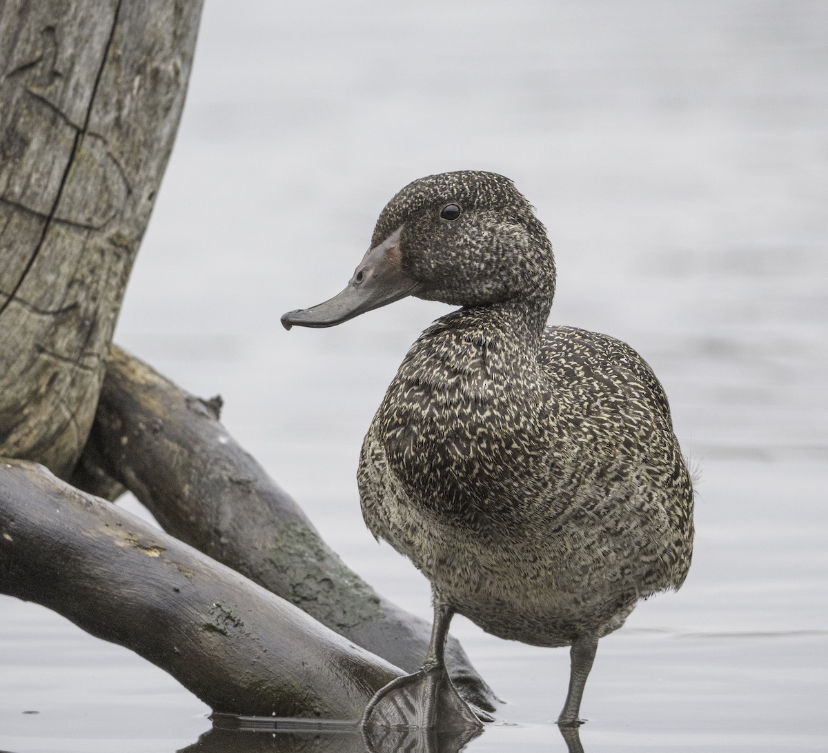 Freckled Duck - ML646439800
