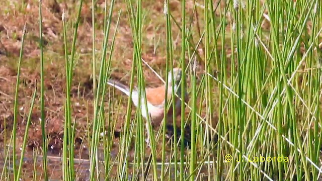 Ketenkuşu - ML646439801