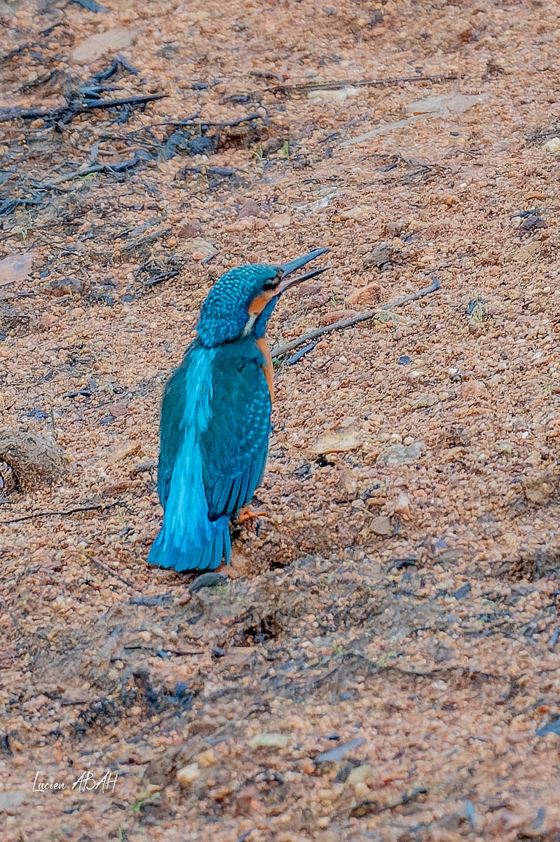 翠鳥 - ML646439802