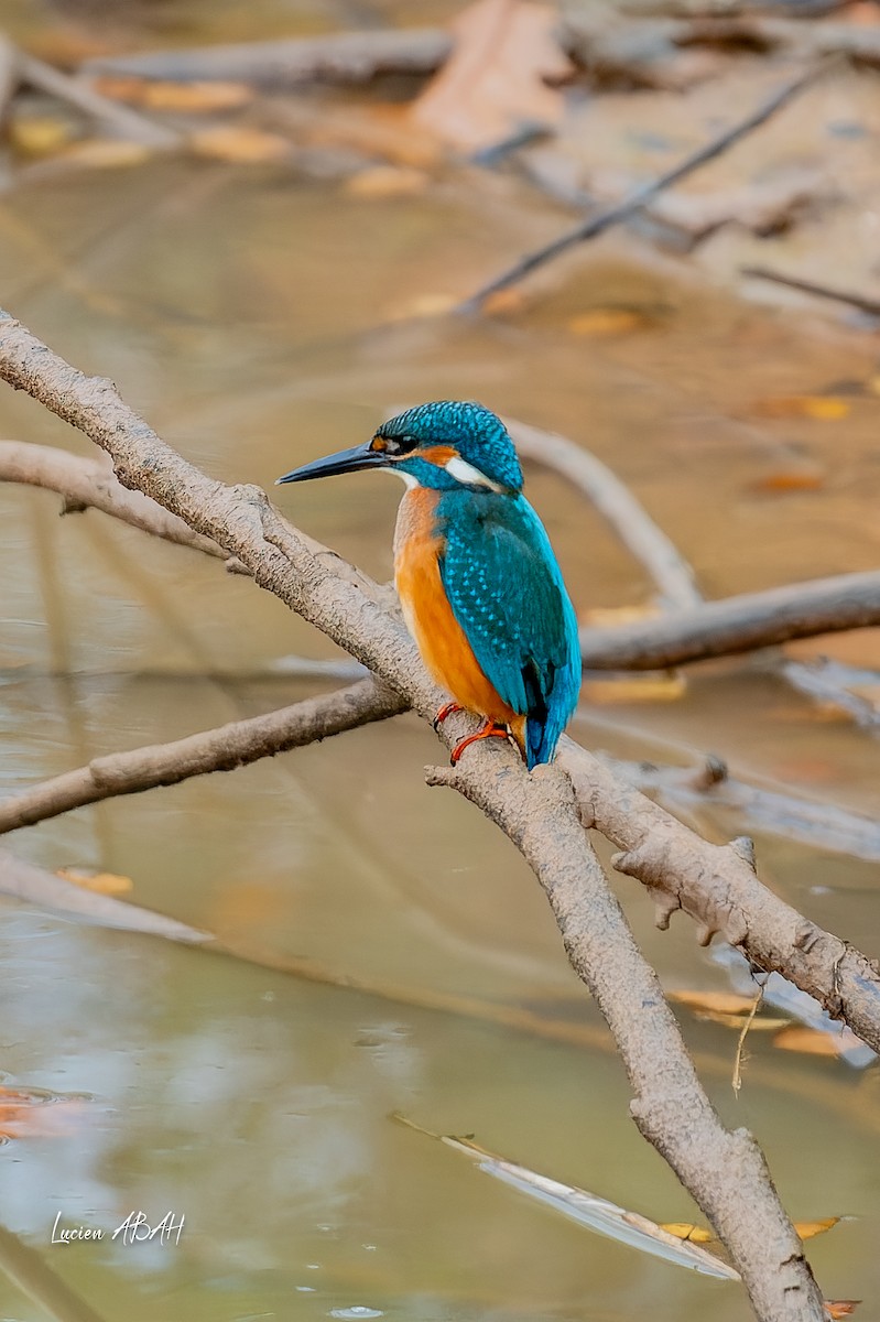 翠鳥 - ML646439803