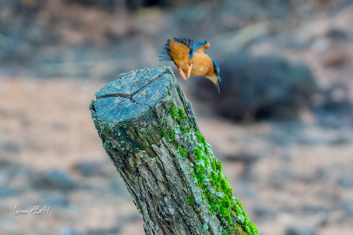 翠鳥 - ML646439804