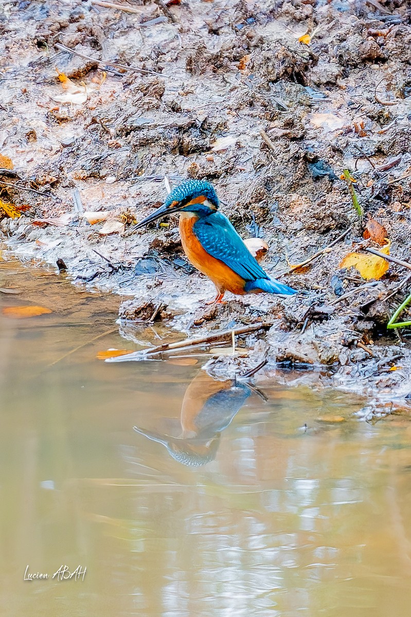 翠鳥 - ML646439805