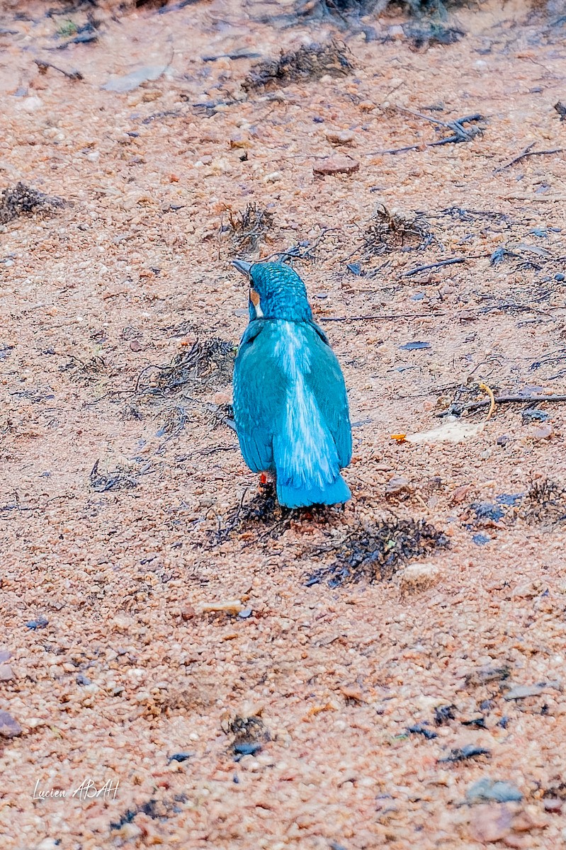 翠鳥 - ML646439806