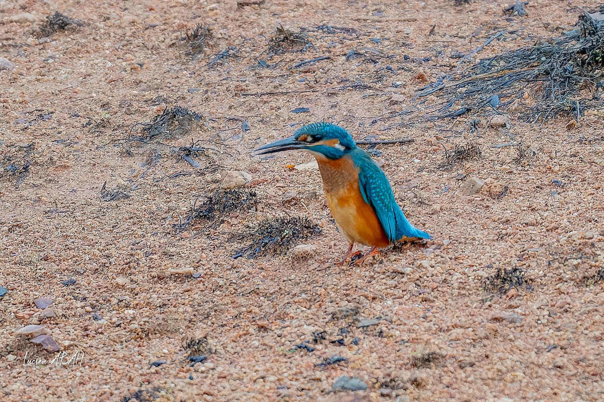 翠鳥 - ML646439807