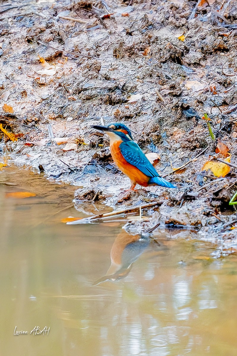 翠鳥 - ML646439808